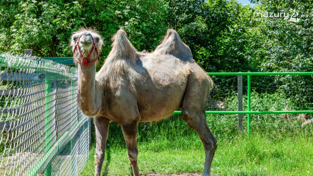 mazurskie-mini-zoo-2025_25730_7