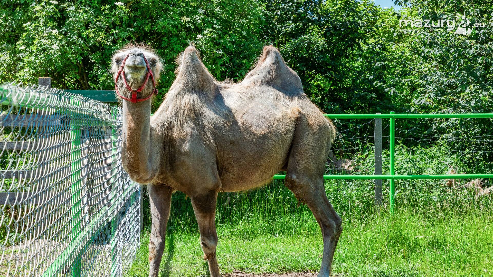 mazurskie-mini-zoo-2025_25730_7